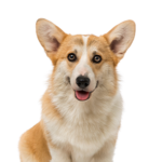 Petland Heath, OH Pembroke Welsh Corgi
