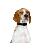 Petland Heath, OH Pointer