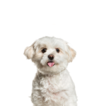 Petland Heath, OH Pomapoo