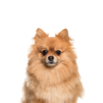 Petland Heath, OH Pomeranian
