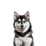 Petland Heath, OH Pomsky