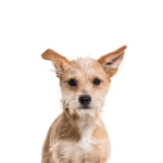 Petland Heath, OH Chipoo