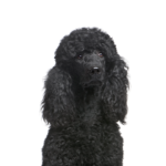 Petland Heath, OH Poodle