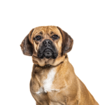 Petland Heath, OH Puggle