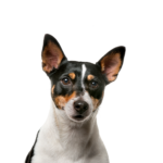 Petland Heath, OH Rat Terrier