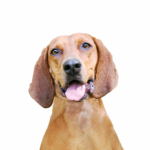 Petland Heath, OH Redbone Coonhound