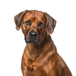 Petland Heath, OH Rhodesian Ridgeback