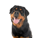Petland Heath, OH Rottweiler