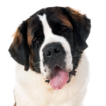 Petland Heath, OH Saint Bernard