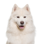 Petland Heath, OH Samoyed