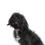 Petland Heath, OH Schnoodle