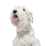 Petland Heath, OH Sealyham Terrier