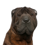 Petland Heath, OH Shar-Pei