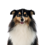 Petland Heath, OH Shetland Sheepdog