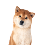 Petland Heath, OH Shiba Inu