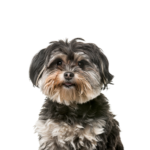 Petland Heath, OH Shih Poo
