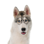 Petland Heath, OH Siberian Husky
