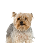 Petland Heath, OH Silky Terrier