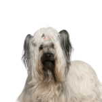 Petland Heath, OH Skye Terrier