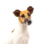 Petland Heath, OH Smooth Fox Terrier