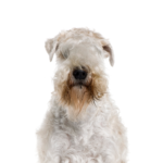 Petland Heath, OH Soft Coated Wheaten Terrier