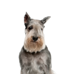 Petland Heath, OH Standard Schnauzer