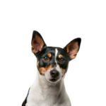 Petland Heath, OH Toy Fox Terrier