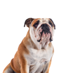 Petland Heath, OH Victorian Bulldog