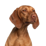 Petland Heath, OH Vizsla