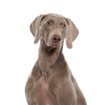 Petland Heath, OH Weimaramer