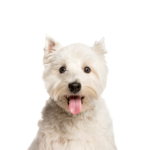 Petland Heath, OH West Highland Terrier