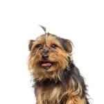 Petland Heath, OH Yorkie-Chon