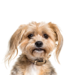 Petland Heath, OH Yorkiepoo