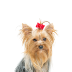 Petland Heath, OH Yorkshire Terrier