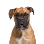 Petland Heath, OH Boxer