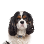 Petland Heath, OH Cavalier King Charles Spaniel