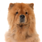 Petland Heath, OH Chow Chow