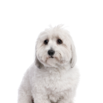 Petland Heath, OH Coton De Tulear