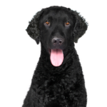 Petland Heath, OH Curly-Coated Retriever