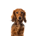 Petland Heath, OH Dachshund