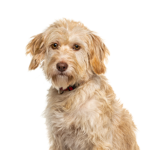 Petland Heath, OH Labradoodle