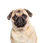 Petland Heath, OH Pug