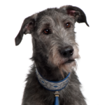 Petland Heath, OH Scottish Deerhound