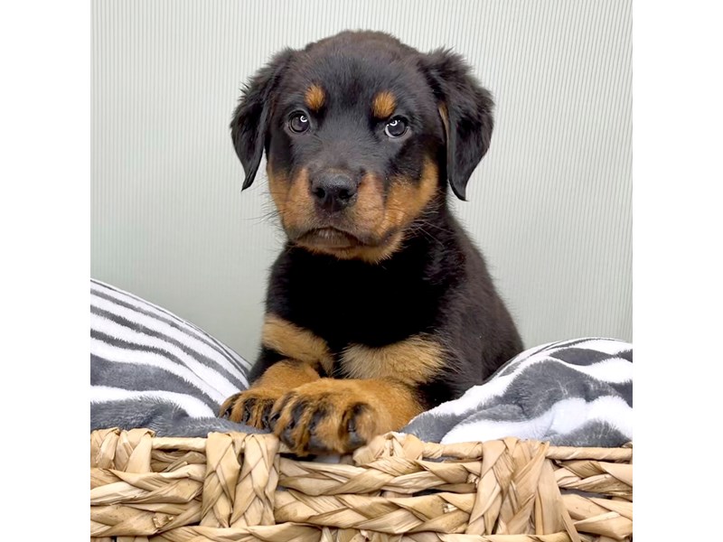 everything for pets northwood ohio