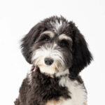 Petland Heath, OH Miniature Bernedoodle