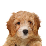 Petland Heath, OH Cavapoo