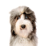 Petland Heath, OH Miniature Sheepadoodle